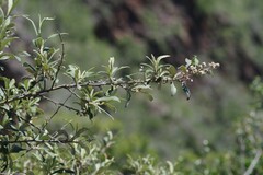 Tarchonanthus littoralis