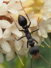Myrmecia haskinsorum