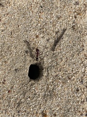 Iridomyrmex