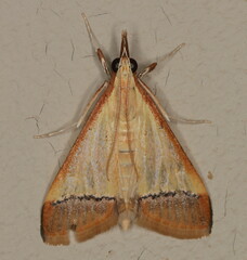 Pseudonoorda rubricostalis