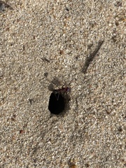 Iridomyrmex