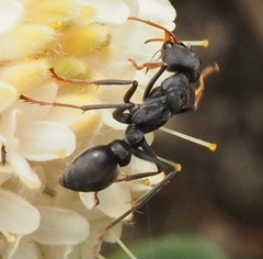 Myrmecia haskinsorum