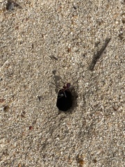 Iridomyrmex