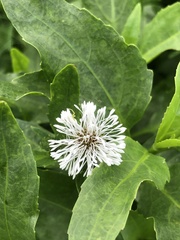 Gymnocoronis spilanthoides