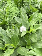 Gymnocoronis spilanthoides