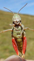 Epipodisma pedemontana