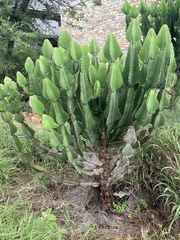 Euphorbia cooperi