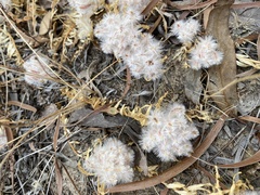 Ptilotus declinatus