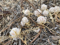 Ptilotus declinatus
