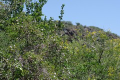 Ehretia rigida