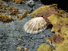 Cellana strigilis