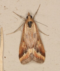 Achyra coelatalis