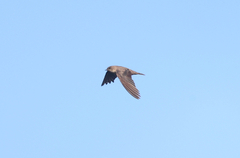 Ptyonoprogne fuligula