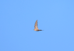 Ptyonoprogne fuligula