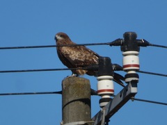 Milvus migrans lineatus