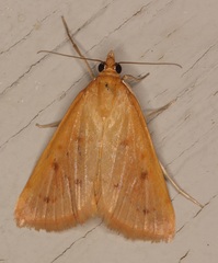 Achyra nudalis