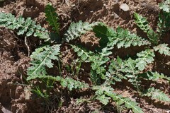 Platycarpha glomerata