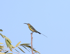 Nectarinia famosa famosa