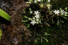 Sedum jaliscanum