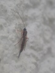 Clistopyga incitator