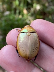 Anoplognathus olivieri