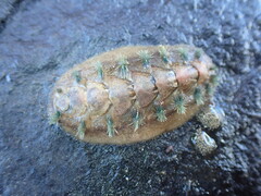 Acanthochitona zelandica