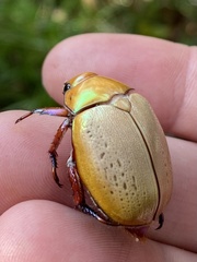 Anoplognathus olivieri