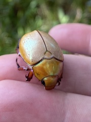 Anoplognathus olivieri