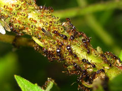 Tetramorium tsushimae