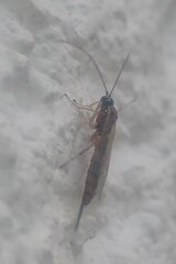 Clistopyga incitator