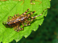 Scutigeromorpha