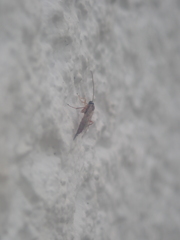 Clistopyga incitator