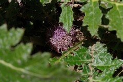 Platycarpha glomerata