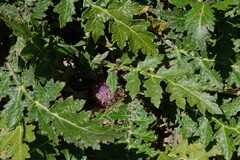 Platycarpha glomerata