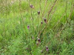 Cirsium pendulum