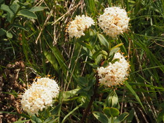 Pimelea ligustrina