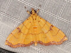 Isocentris charopalis
