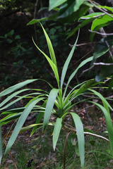Cordyline stricta