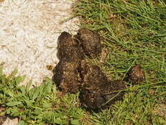 Vombatus ursinus hirsutus