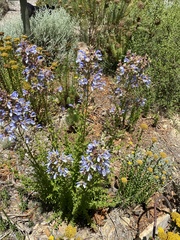Salvia chamelaeagnea