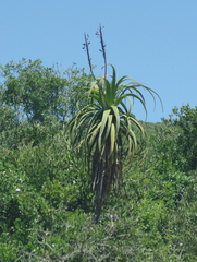 Aloe pluridens