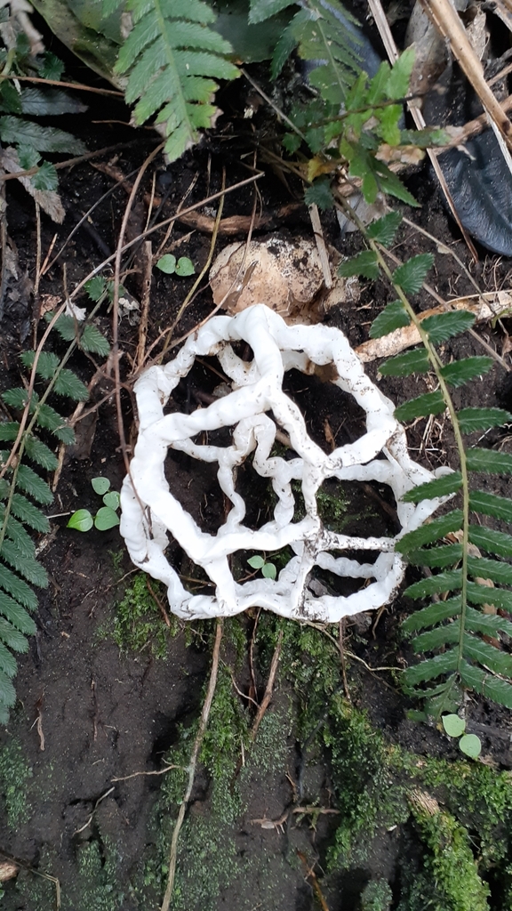 white basket fungus from Piha 0772, New Zealand on July 17, 2022 at 11