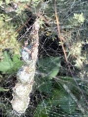 Cyrtophora citricola