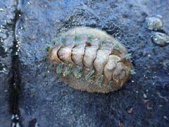 Acanthochitona zelandica