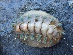 Acanthochitona zelandica