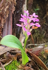 Cynorkis inermis