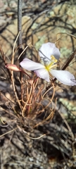 Heliophila carnosa
