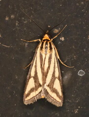 Loxostege venustalis