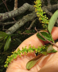Sclerocroton integerrimus
