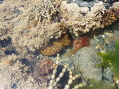 Doris wellingtonensis